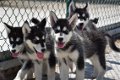 Alaskan malamute pups - 4 - Thumbnail