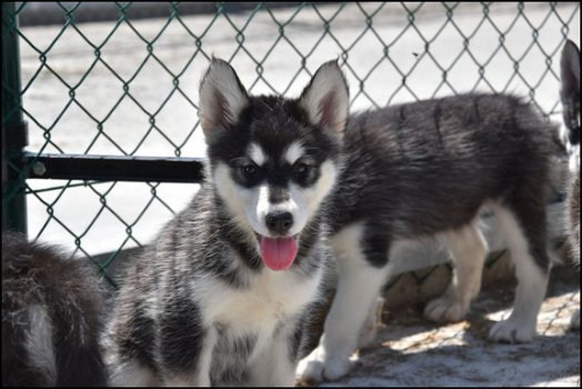 Alaskan malamute pups - 5