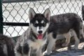 Alaskan malamute pups - 5 - Thumbnail