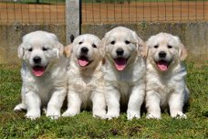 golden retriever pups