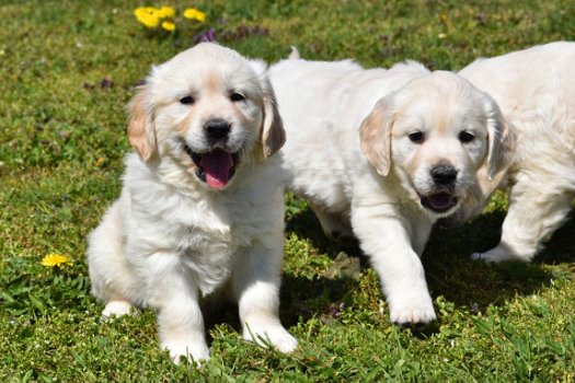 golden retriever pups - 2