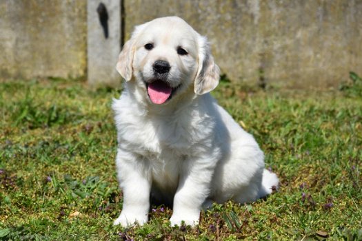 golden retriever pups - 5