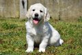 golden retriever pups - 5 - Thumbnail