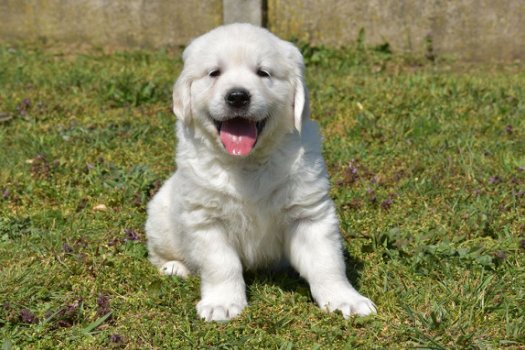 golden retriever pups - 8