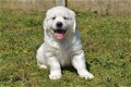 golden retriever pups - 8 - Thumbnail