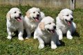 golden retriever pups - 7 - Thumbnail