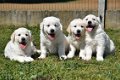 golden retriever pups - 4 - Thumbnail