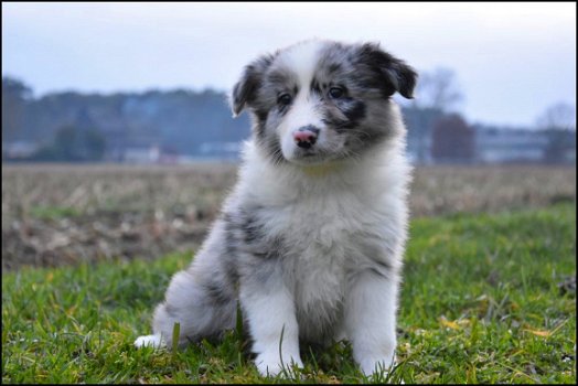 Border collie pups - 1