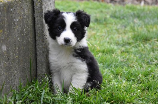 Border collie pups - 2