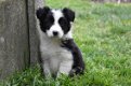 Border collie pups - 2 - Thumbnail