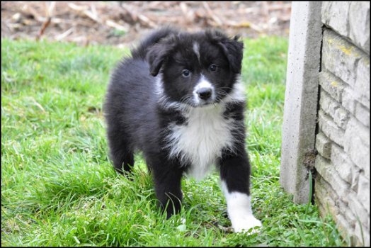 Border collie pups - 3