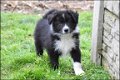 Border collie pups - 3 - Thumbnail