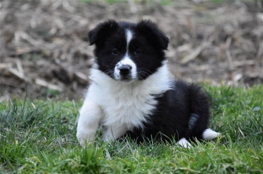 Border collie pups - 4