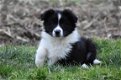 Border collie pups - 4 - Thumbnail