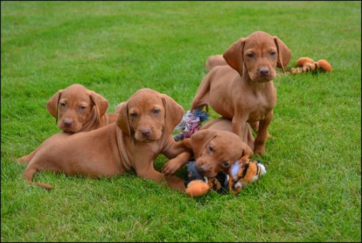 Vizsla pups - 1