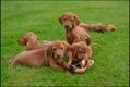 Vizsla pups - 2 - Thumbnail