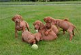 Vizsla pups - 3 - Thumbnail