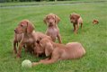 Vizsla pups - 5 - Thumbnail