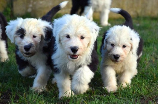 Bobtail pups - 1