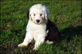 Bobtail pups - 4 - Thumbnail