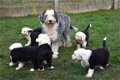 Bobtail pups - 2 - Thumbnail