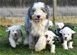 Bobtail pups - 7 - Thumbnail