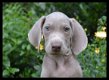 Weimaraner pups - 1 - Thumbnail