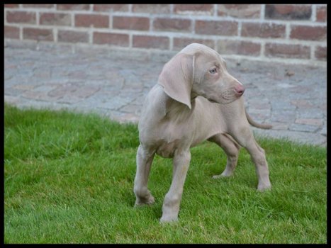 Weimaraner pups - 2