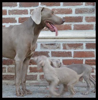 Weimaraner pups - 3