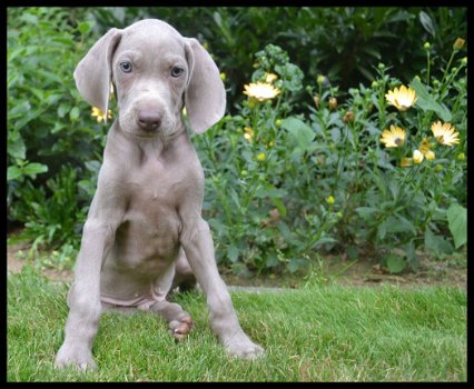 Weimaraner pups - 4