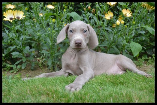 Weimaraner pups - 5