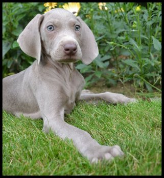 Weimaraner pups - 6