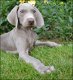 Weimaraner pups - 6 - Thumbnail