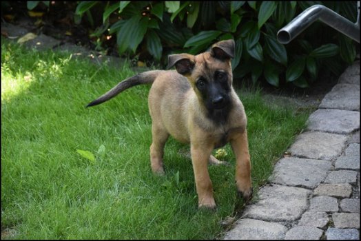 Mechelse herder pups - 1