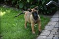 Mechelse herder pups - 1 - Thumbnail