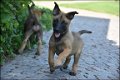 Mechelse herder pups - 3 - Thumbnail