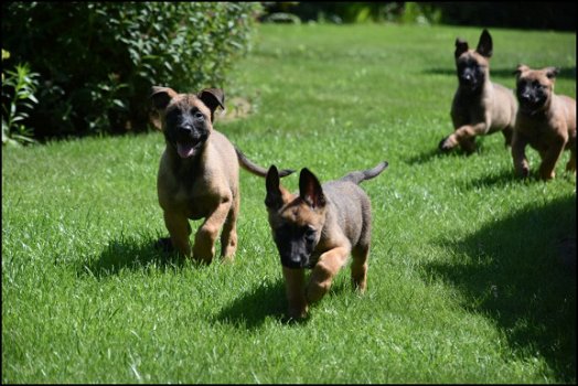 Mechelse herder pups - 4