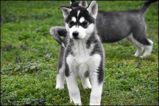 Husky pups - 2