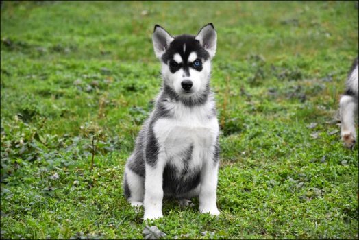 Husky pups - 3