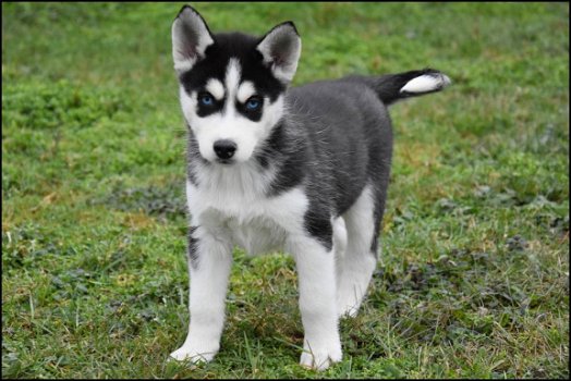 Husky pups - 4