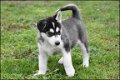 Husky pups - 5 - Thumbnail