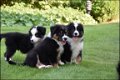 Australische herder pups - 3 - Thumbnail