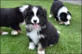 Australische herder pups - 4 - Thumbnail