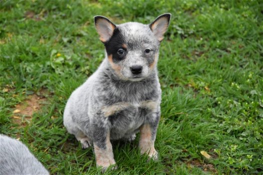 Australian cattle dog pups - 1