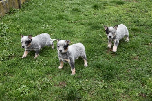 Australian cattle dog pups - 2