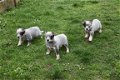 Australian cattle dog pups - 2 - Thumbnail