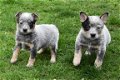 Australian cattle dog pups - 3 - Thumbnail