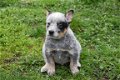 Australian cattle dog pups - 4 - Thumbnail