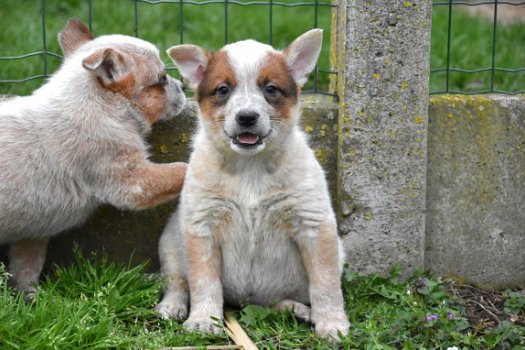 Australian cattle dog pups - 6