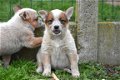 Australian cattle dog pups - 6 - Thumbnail